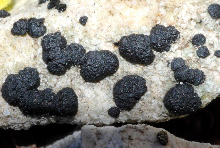 Licheni da determinare